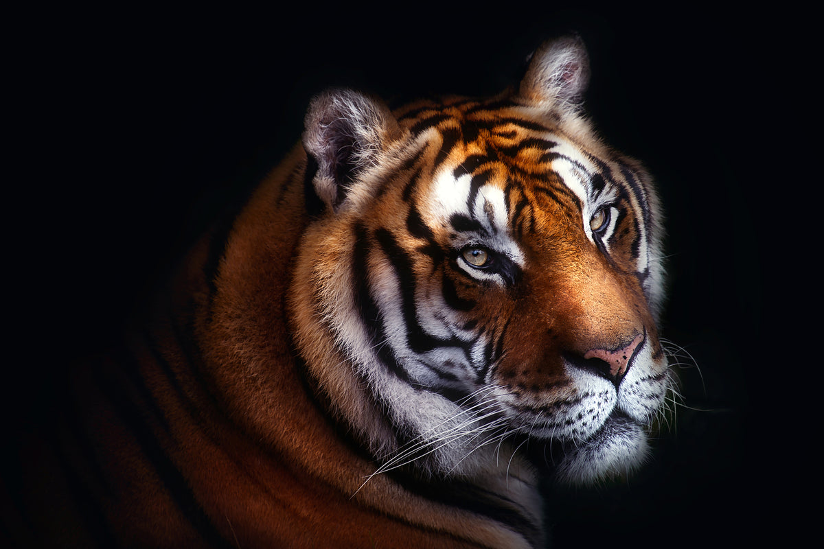 canvas-print-tiger-x