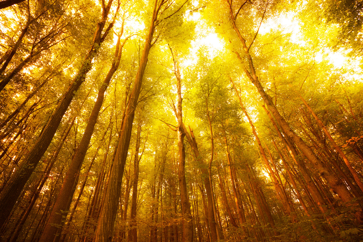 3-piece-aluminium-print-autumn-forest