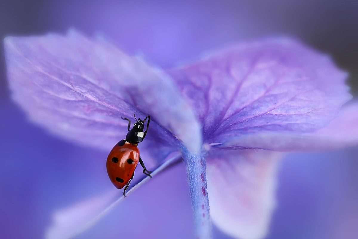 3-piece-acrylic-print-ladybird-on-purple-hydrangea