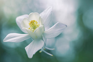 poster-print-purity-xbj