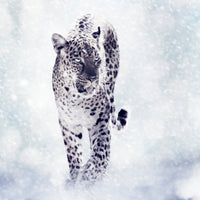 aluminium-print-photo-wallaper-the-leopard