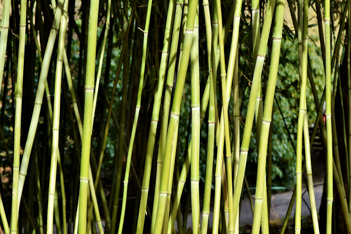 3-piece-canvas-print-fresh-bamboo