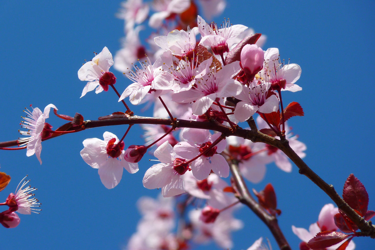 3-piece-acrylic-print-the-almond-blossom
