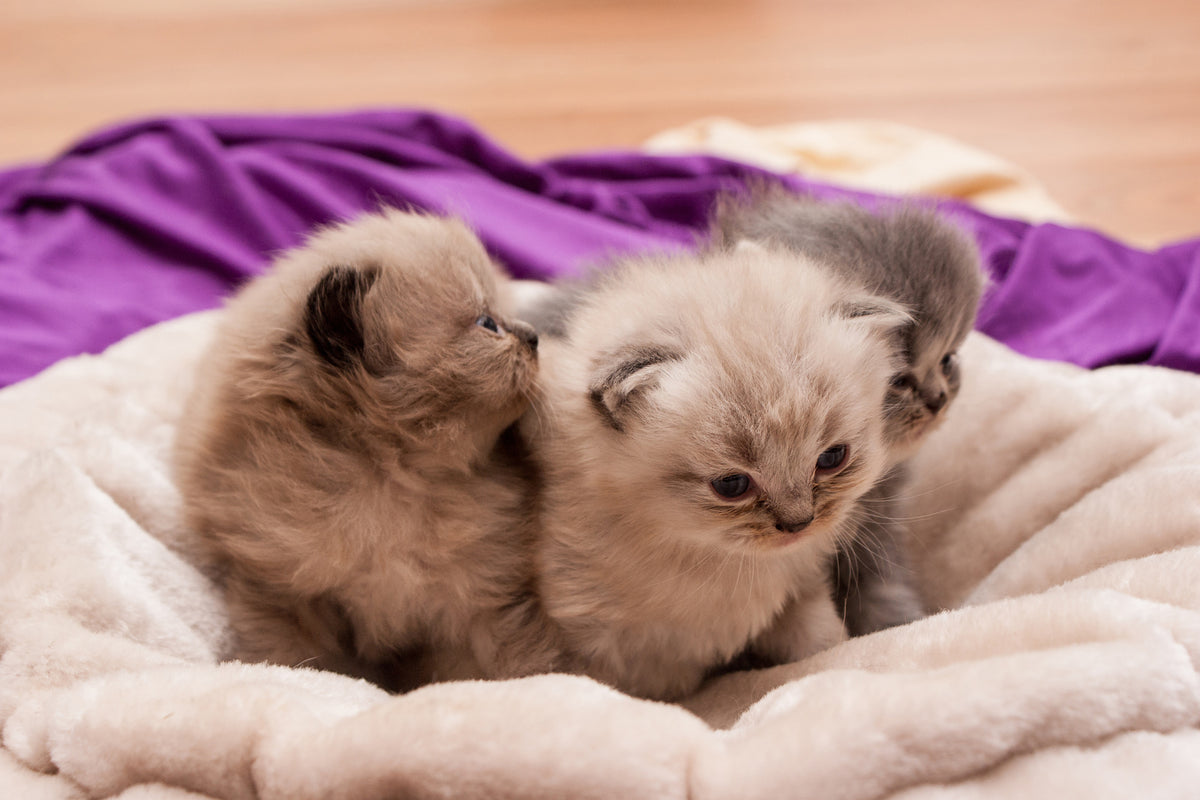 acrylic-print-kitten-trio-to-fall-in-love