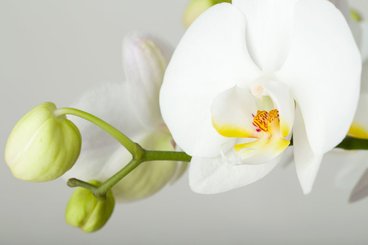 modern-3-piece-aluminium-print-giant-orchid