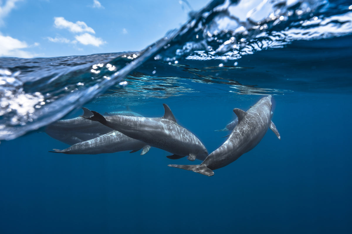 modern-3-piece-aluminium-print-dolphins