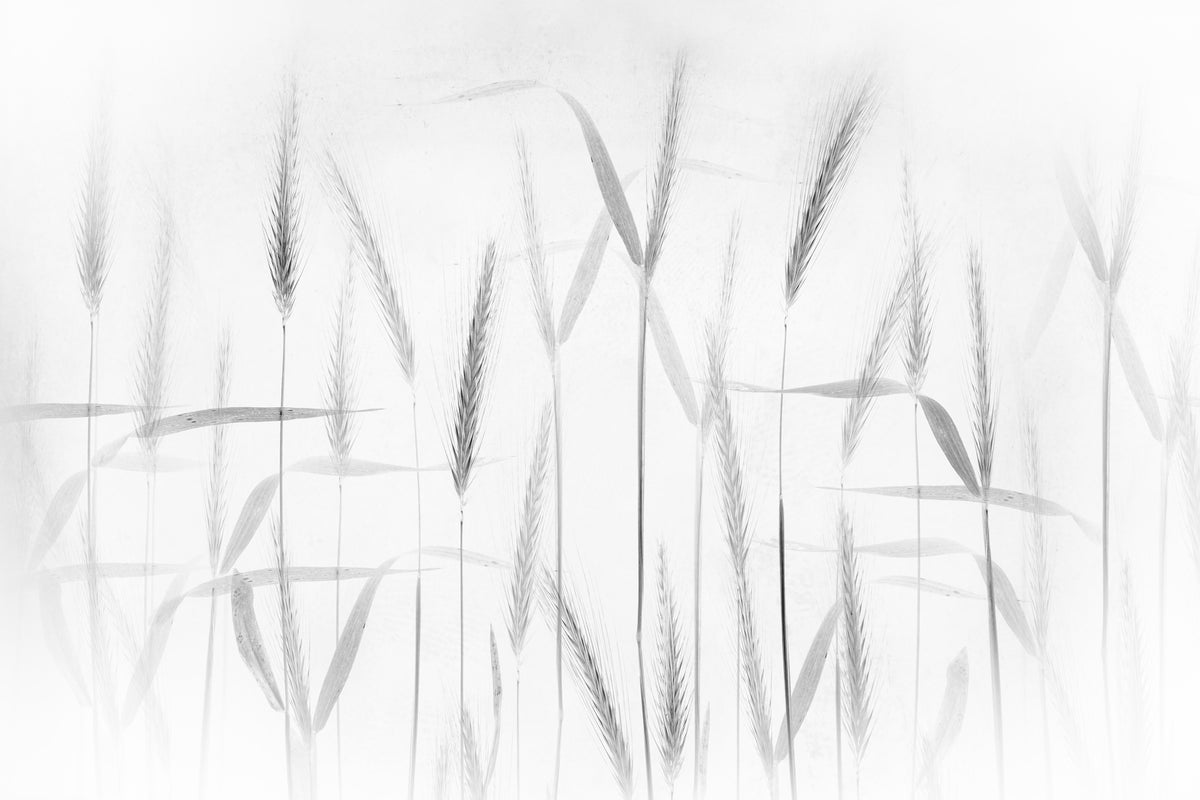 acrylic-print-corn-art-x