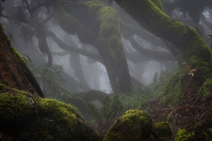 framedposter-print-harenna-forest-xlf