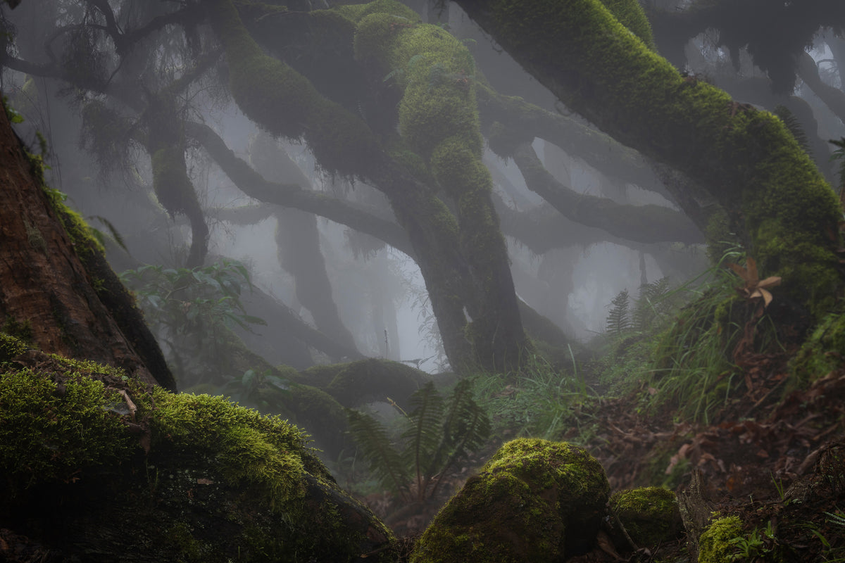 framedposter-print-harenna-forest-xlf