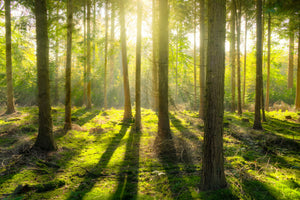 modern-3-piece-acrylic-print-in-the-middle-of-the-woods