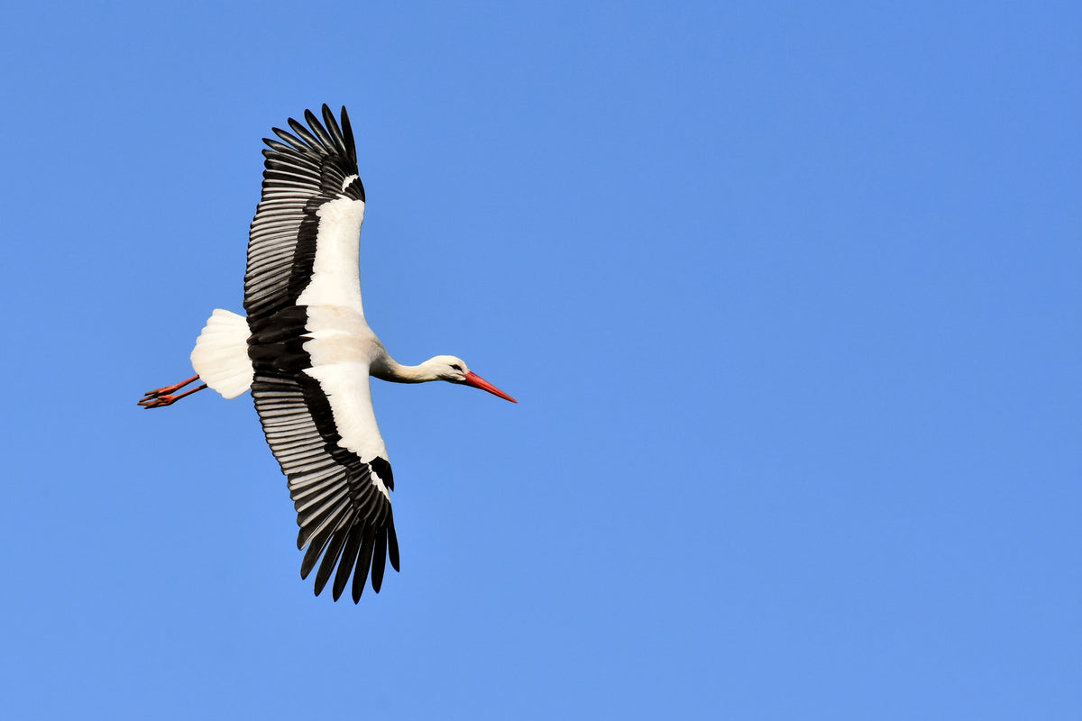 3-piece-acrylic-print-the-stork-in-action