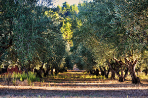 acrylic-print-magnificent-olive-trees