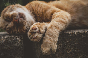 3-piece-canvas-print-sleeping-cat