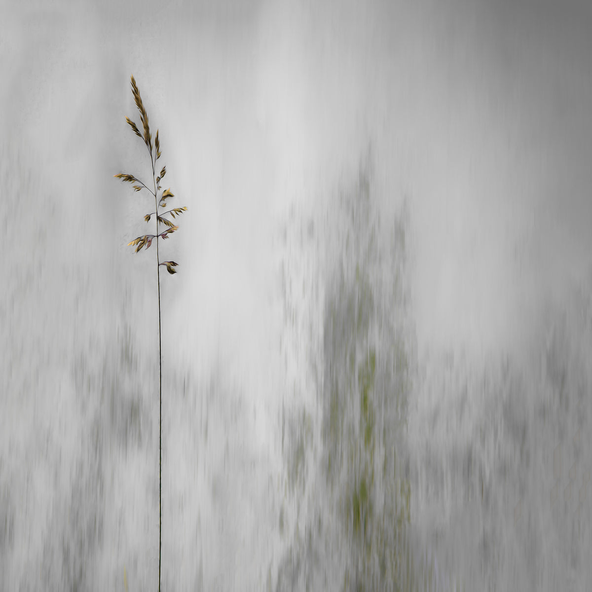 poster-print-blade-of-grass