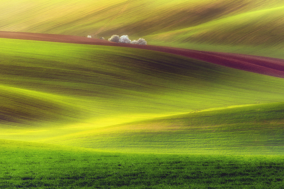 canvas-print-golden-fields-x