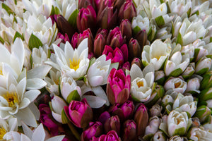 canvas-print-a-bouquet-of-water-lilies