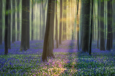 poster-print-daydreaming-of-bluebells-xfv