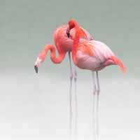 acrylic-print-just-we-two