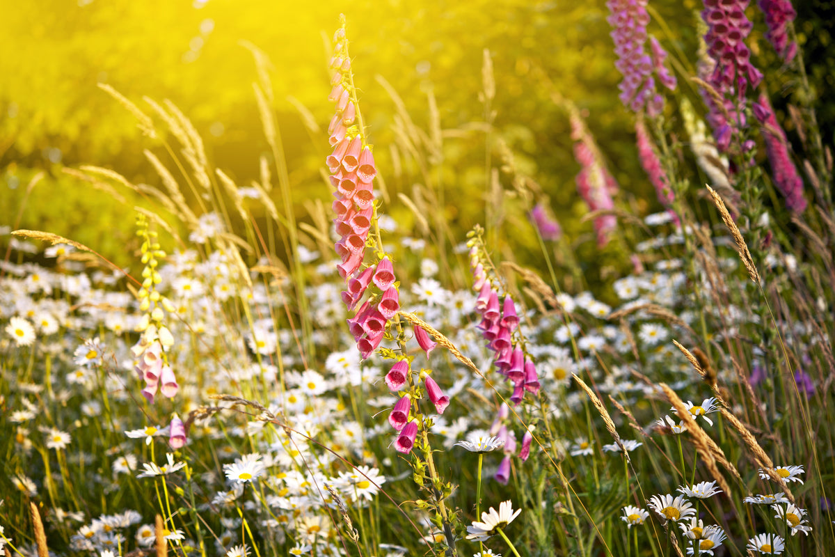 canvas-print-summer-flower-meadow