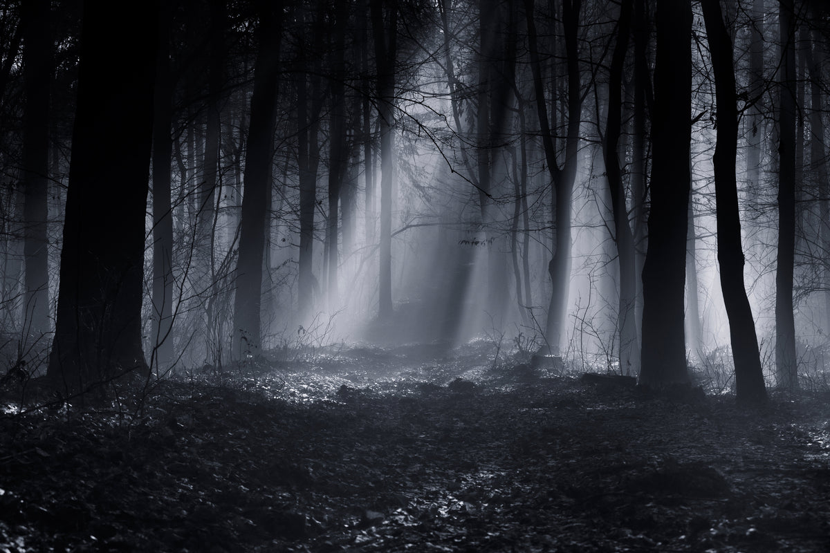 3-piece-acrylic-print-capela-forest
