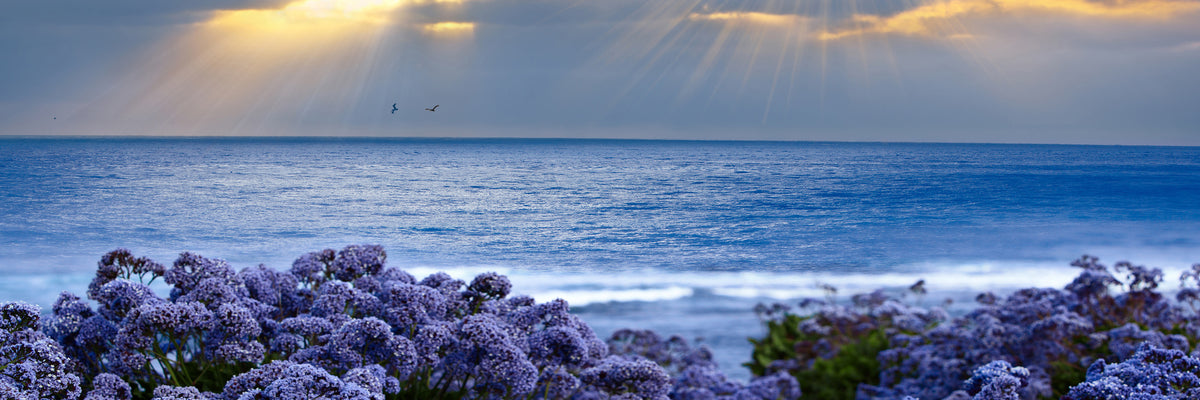 panoramic-acrylic-print-lavender-and-sea-panorama
