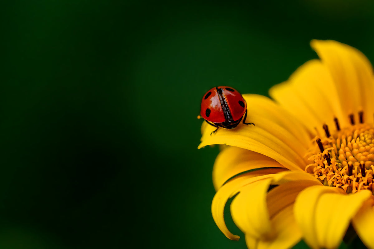 aluminium-print-ladybug-on-the-sunflower