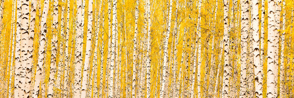 panoramic-aluminium-print-the-birch-forest-in-autumn-panorama