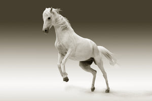 framedcanvas-print-the-proud-mare