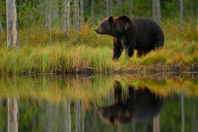 poster-print-bear-and-fish-x