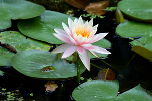 3-piece-canvas-print-the-proud-water-lily