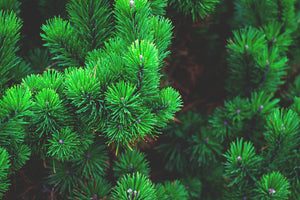 acrylic-print-pine-xl