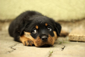 framedcanvas-print-sweet-rottweiler-puppy