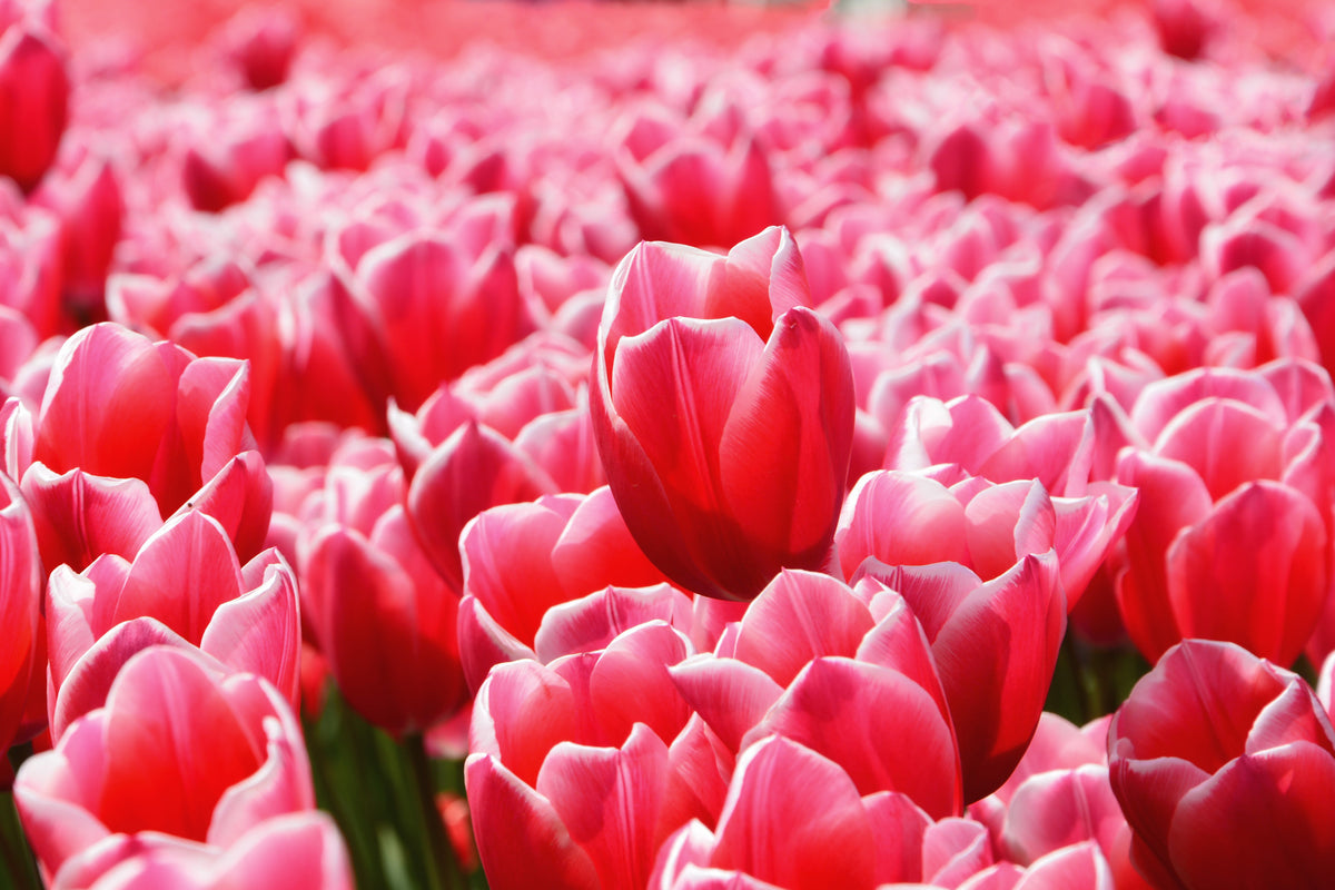 3-piece-aluminium-print-happy-tulip-field