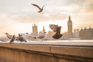 3-piece-canvas-print-the-pigeons-on-the-roof
