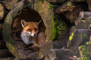 acrylic-print-fox-xqe
