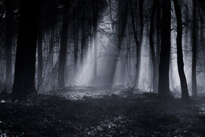 acrylic-print-capela-forest