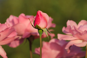 3-piece-acrylic-print-the-rosebud