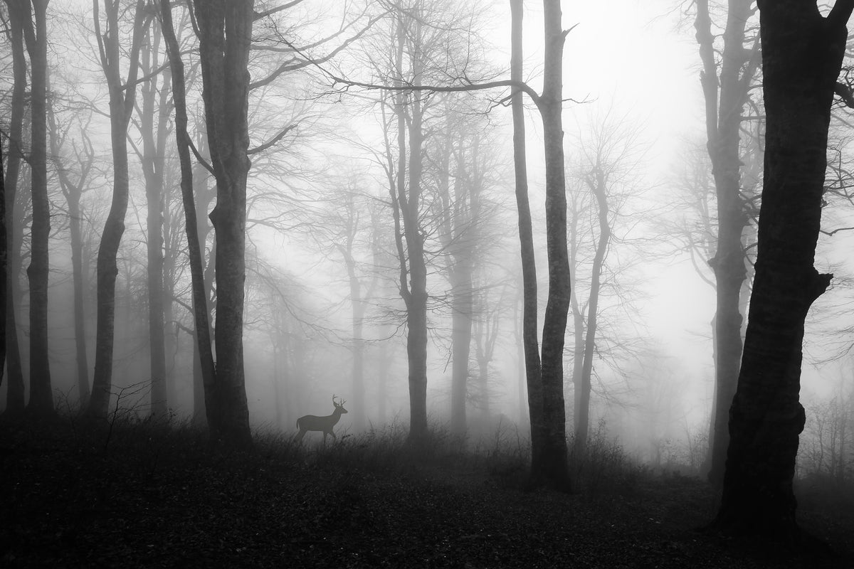 framedposter-print-forest-xue