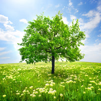aluminium-print-the-tree