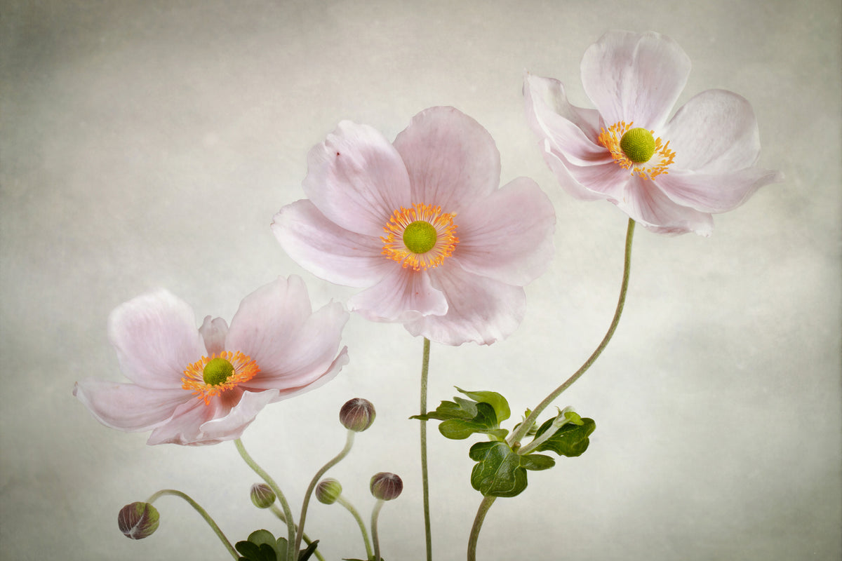 poster-print-anemones-ii