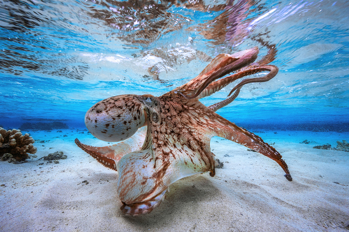 poster-print-dancing-octopus