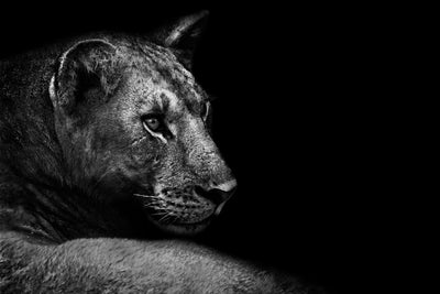 poster-print-lion