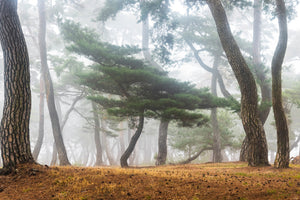 canvas-print-in-the-misty-pine-forest-x