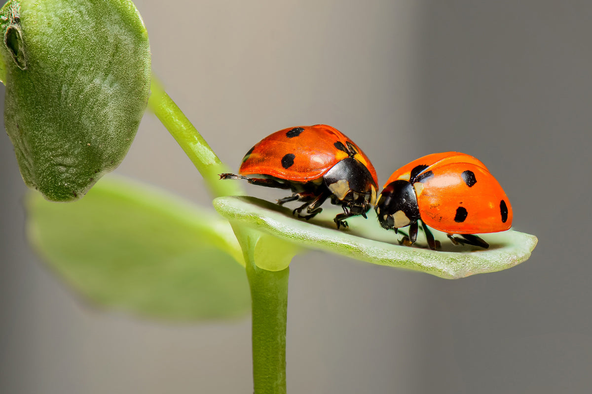 framedposter-print-2-ladybirds
