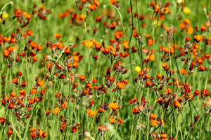 3-piece-aluminium-print-hawkweeds