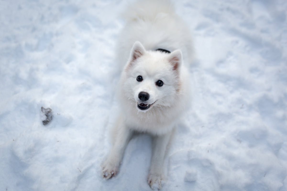 3-piece-aluminium-print-dogs-joy-in-the-snow