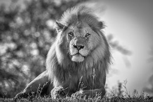 poster-print-monochromatic-lion-king-x