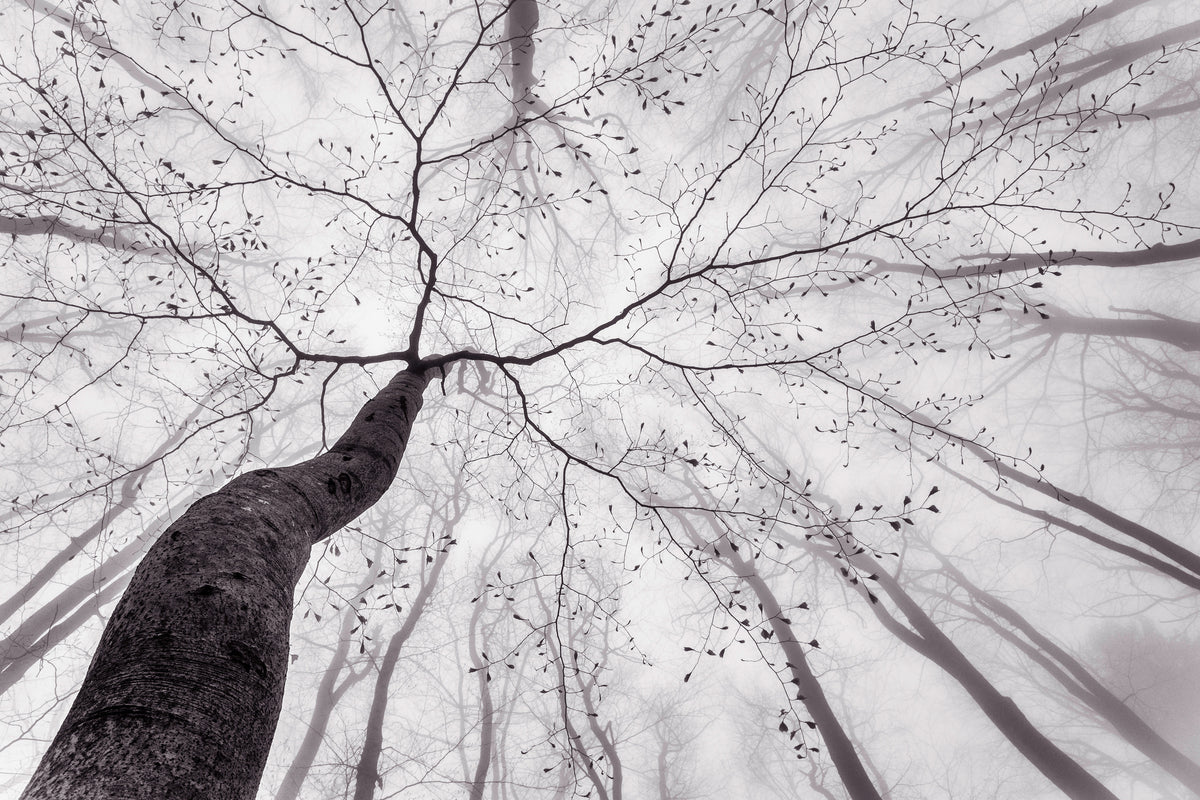 3-piece-aluminium-print-a-view-of-the-tree-crown