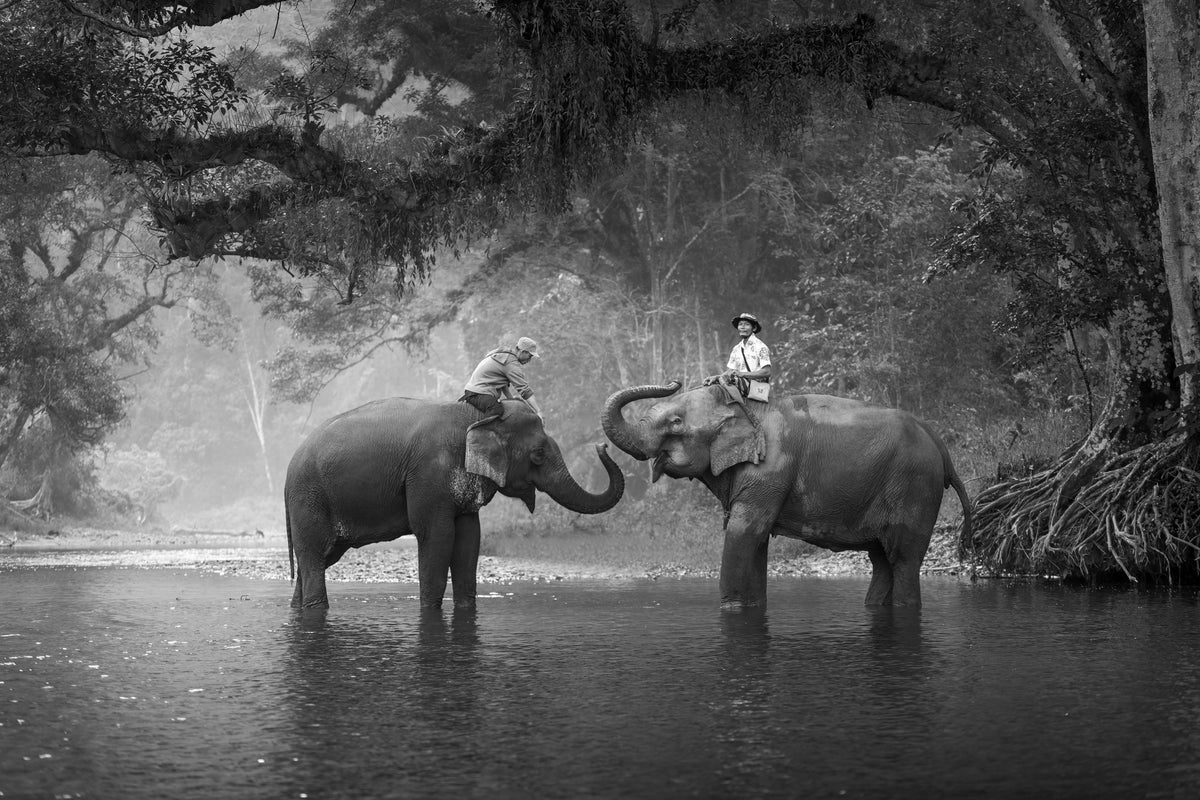 3-piece-acrylic-print-two-elephants