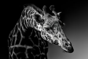 poster-print-giraffe-x